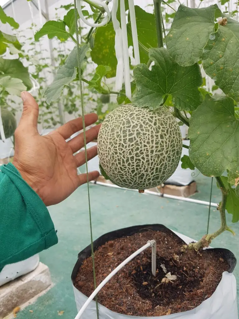 Hand holding a ripe netted melon growing in a greenhouse