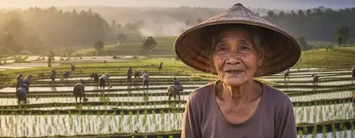 Elderly Indonesian woman farmer in a conical hat in front of rice terraces